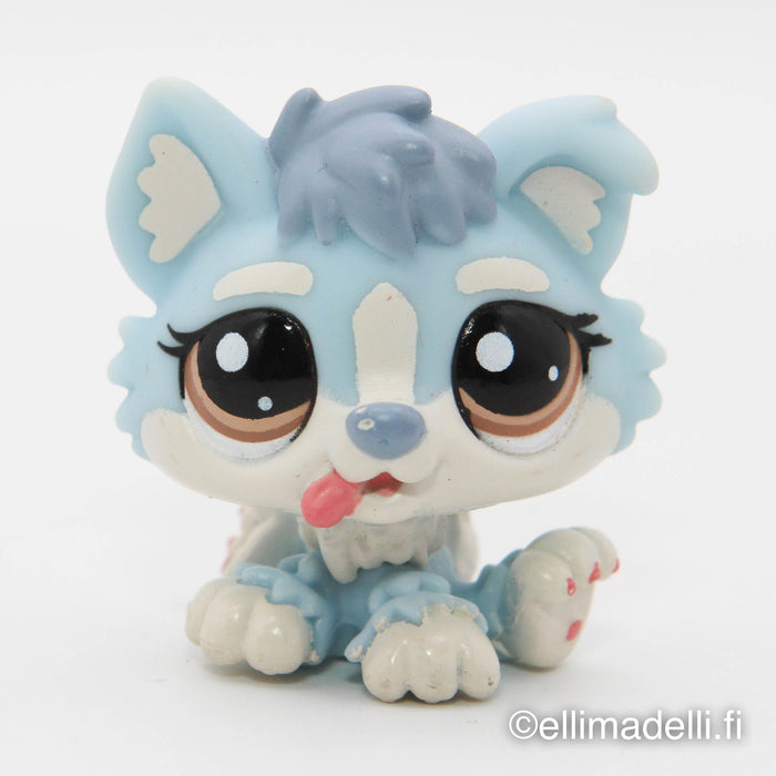 Littlest Petshop Husky pentu #1683