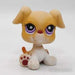 Littlest Petshop Bokseri pentu #451 - Littlest Petshop