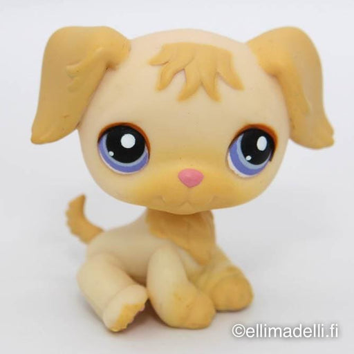 Littlest Petshop Kultainen noutaja #268 - Littlest Petshop