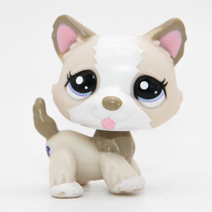 Littlest Petshop Husky #1817